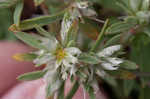 Silver nailwort